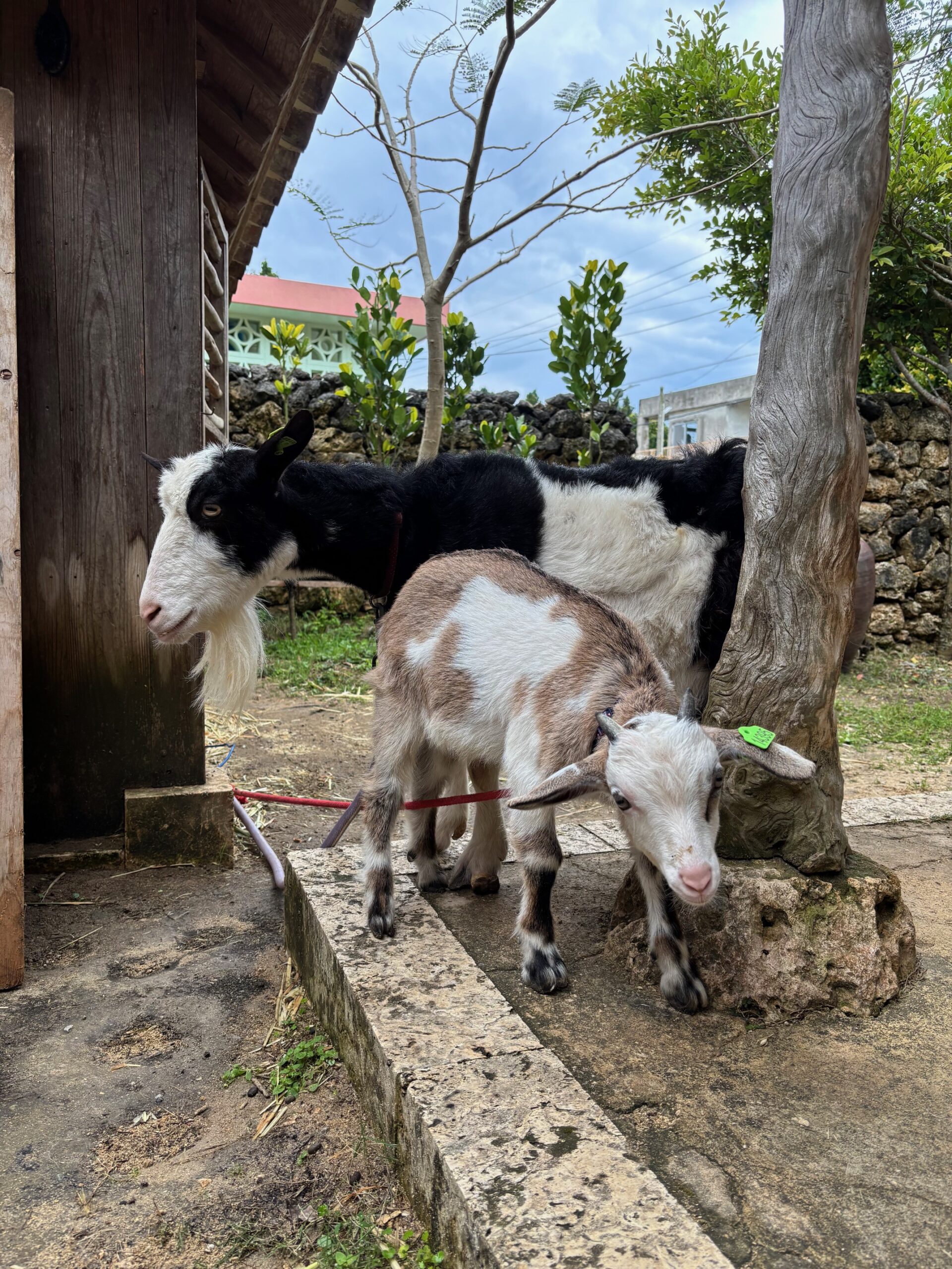 ゆいまーる|沖縄の那覇を中心とした観光・グルメ・ランチ・パワースポット情報