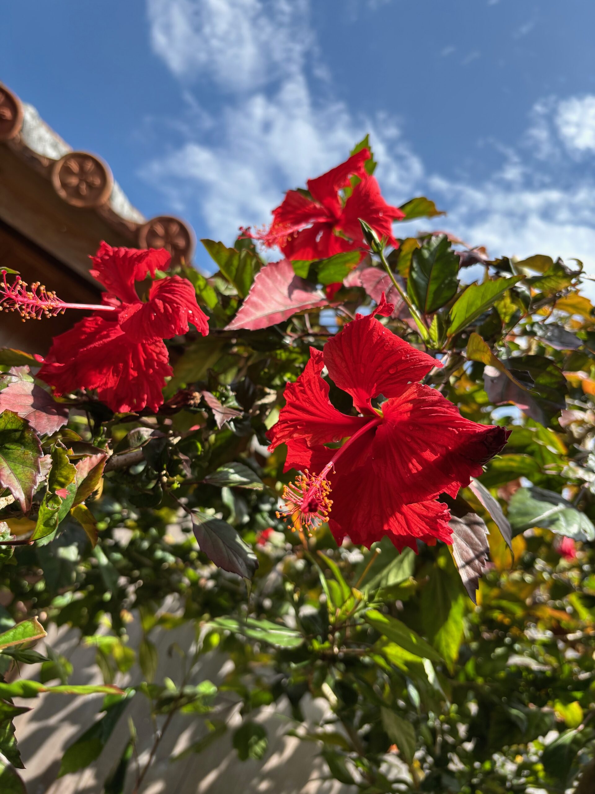 ゆいまーる|沖縄の那覇を中心とした観光・グルメ・ランチ・パワースポット情報